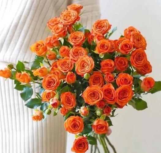 橘色玫瑰花