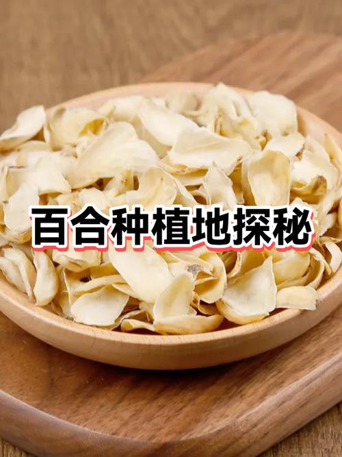 百合怎么种植