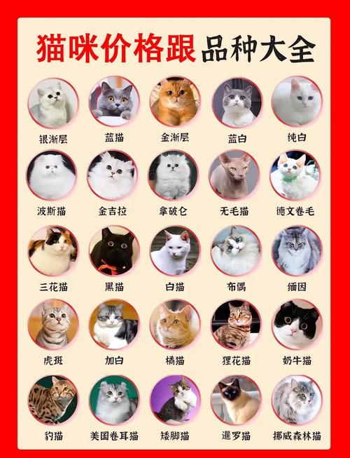 2万字新人多少收藏刺猬猫