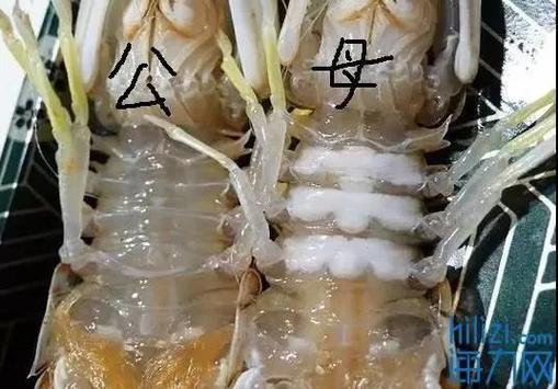 怎么判断熟的皮皮虾新不新鲜