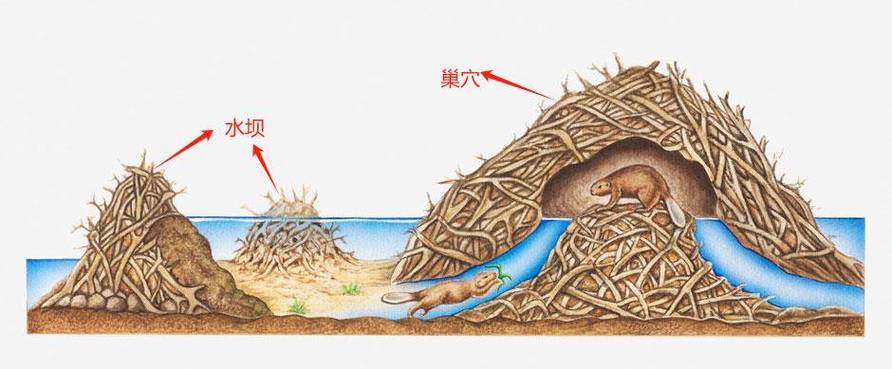 河狸洞窟