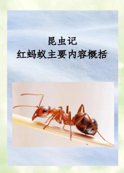 红蚂蚁药用价值图标