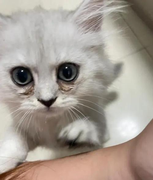 猫咪泪痕擦下来红褐色