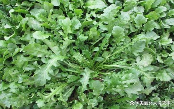 荠菜比喻什么女人