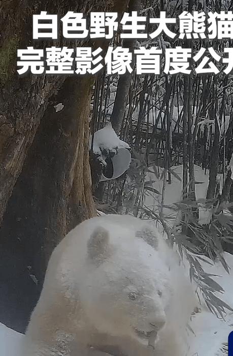 唯一一只白色大熊猫