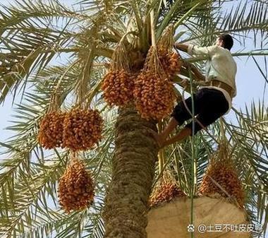 中东椰枣与中国椰枣