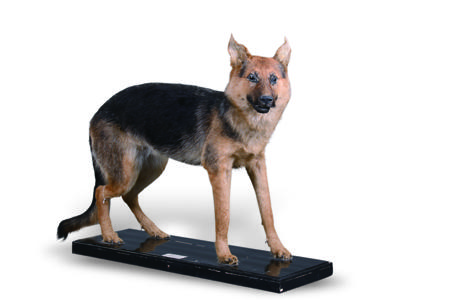 疯犬驯养手册[gb]