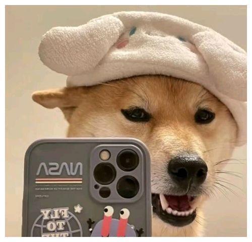 狗狗自拍照搞笑图片