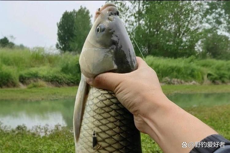 为什么叫大鱼线