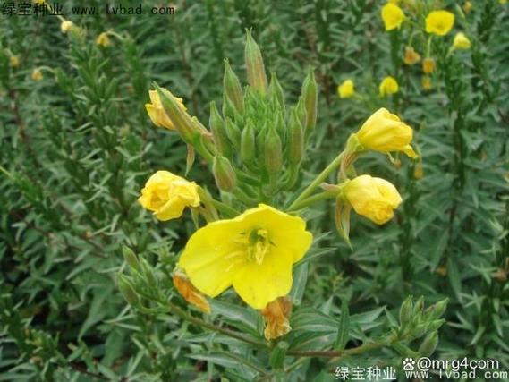 夜来香施什么肥最好