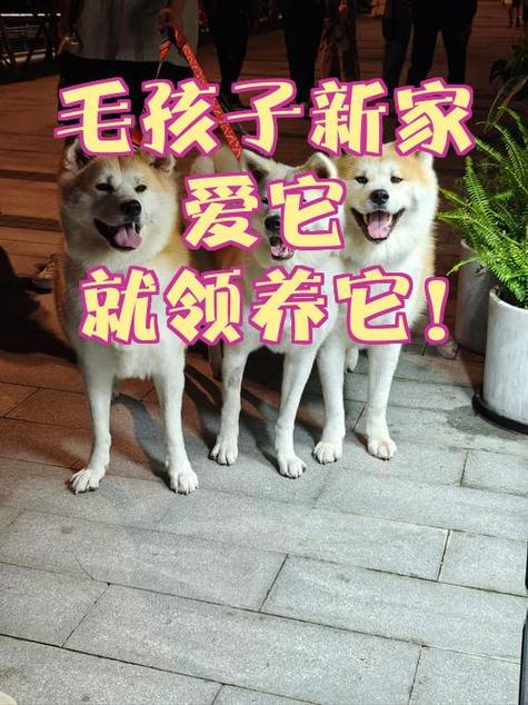 狗狗寄养多少钱一天