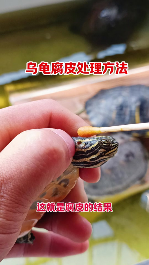 乌龟壳掉皮是什么情况