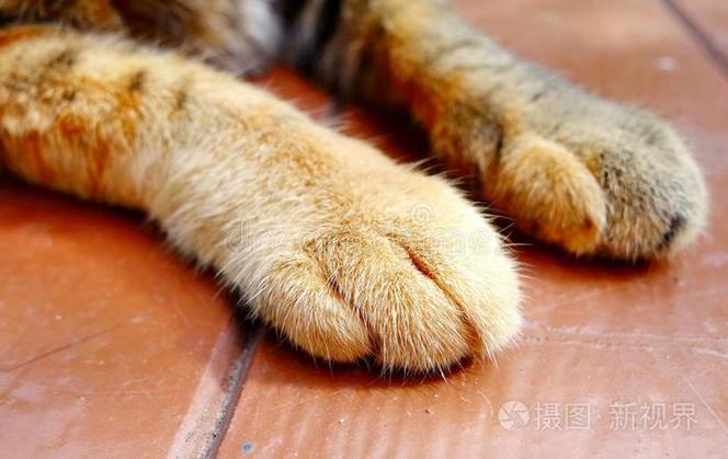 qq昵称会动的猫爪代码