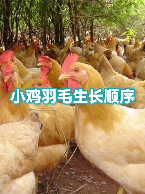 系统派小鸡偷吃规律
