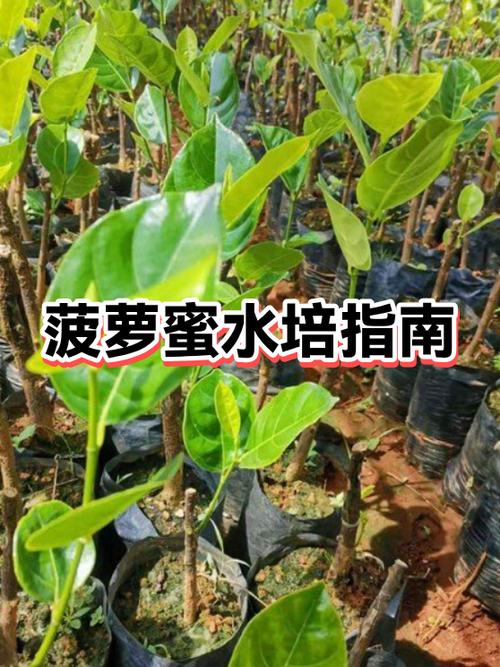 菠萝蜜核怎么种盆栽水培游戏截图