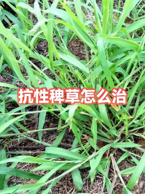 抗性和生存收益的关系