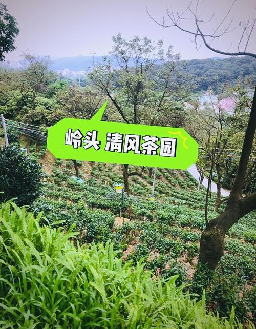 清风茶园红包版下载