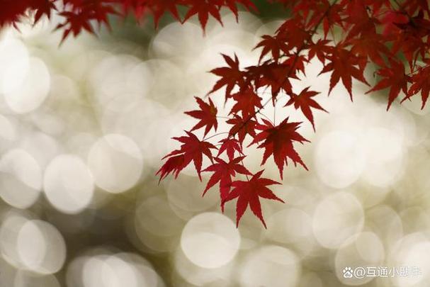 手机大光圈镜头适合拍什么