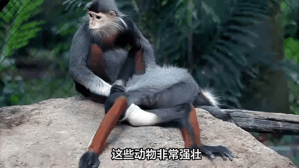 身体最长的动物是什么动物?