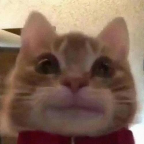 很火的那个猫的表情包