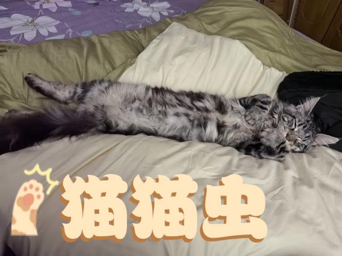 喵领域爬虫缩略图