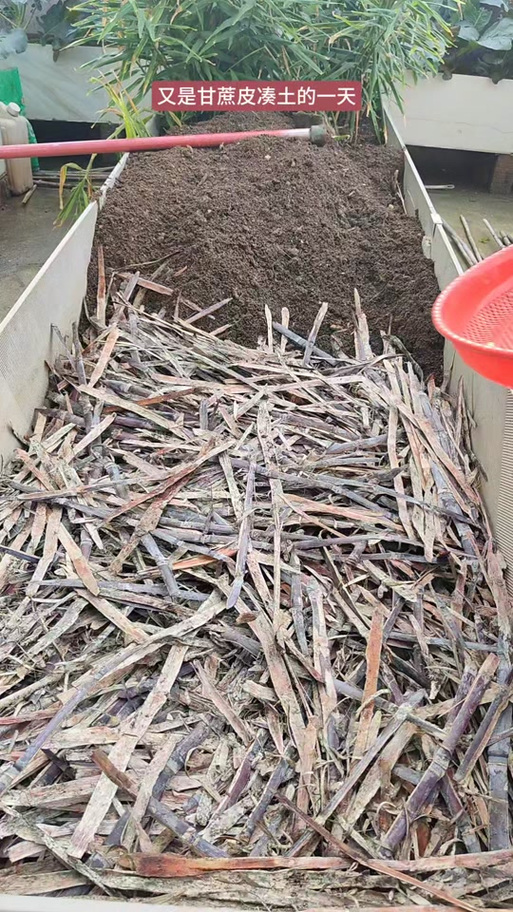 甘蔗皮做肥料害处