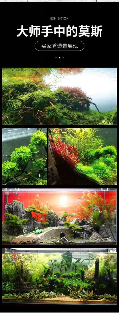 植物缸造景