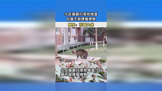小区猫霸