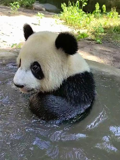 更多视频更多的熊猫的视频截图