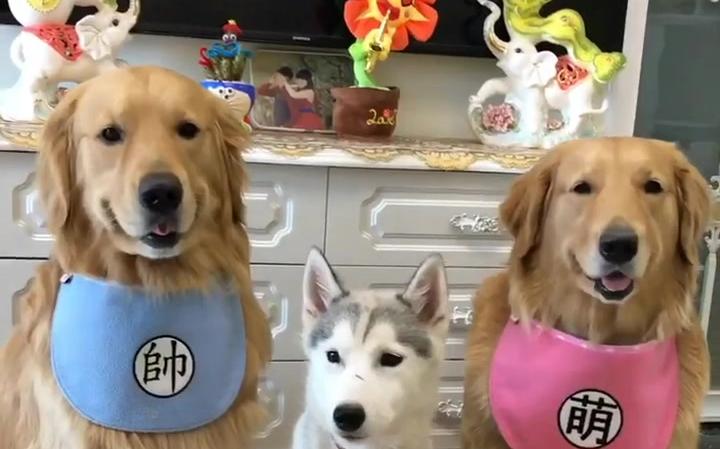 金毛蛋黄和哈士奇开心