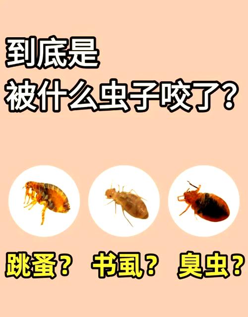床上咬人的虫怎么消灭