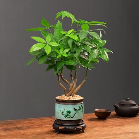兔的招财植物第一名