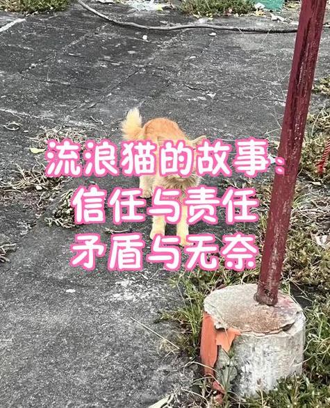 流浪猫的故事妈妈最后怎么了