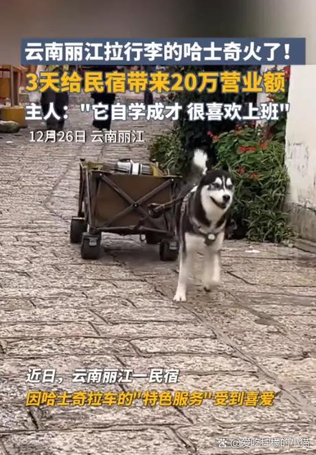 二哈所有车汇总截屏