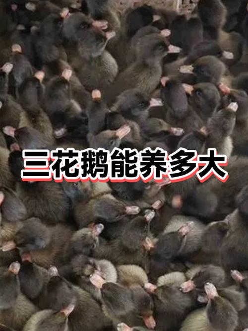 养5000只鹅需要多大面积