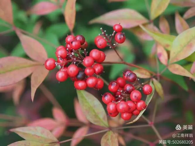 江南红豆