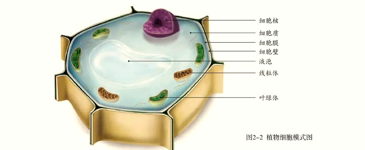 人的细胞有没有液泡