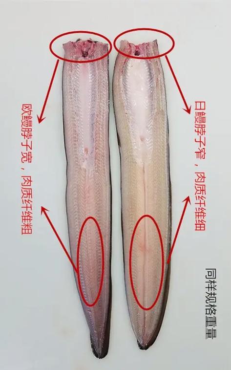 石鳞鳗烹饪图纸在哪里买截图