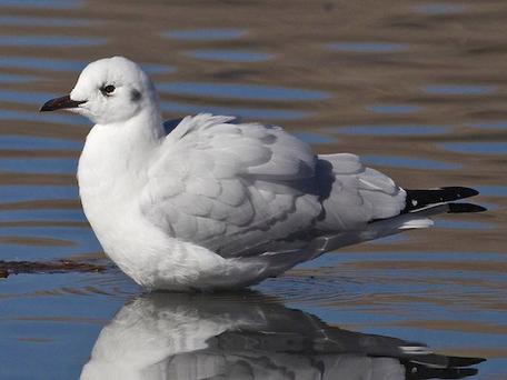 gull和seagull区别截图