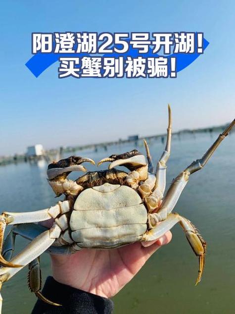 买号蟹