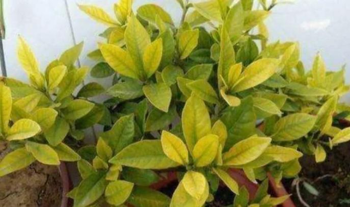 栀子花叶子发黄怎么回事