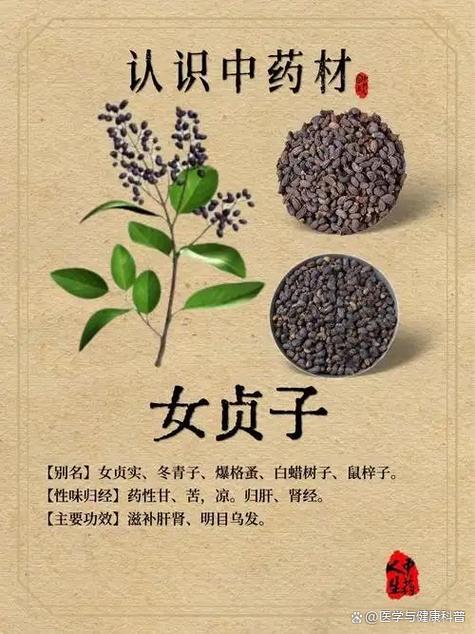 中药女贞子的功效与作用图片