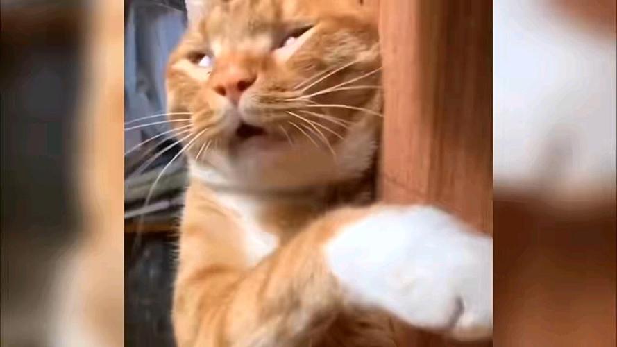 小猫咪搞笑视频笑得肚子疼全集图标