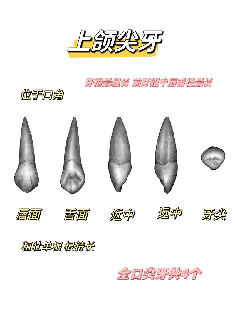 尖牙鲨多少级进化游戏截图
