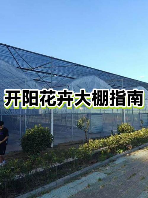 大棚养花赚钱吗