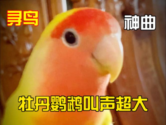鹦鹉叫声音吸引鸟截图