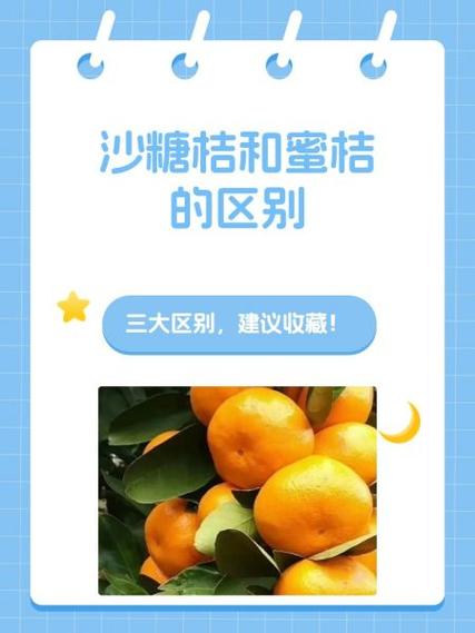 蜜桔和沙糖桔的区别