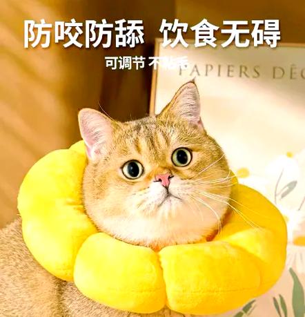 猫翻滚要警惕三种病缩略图