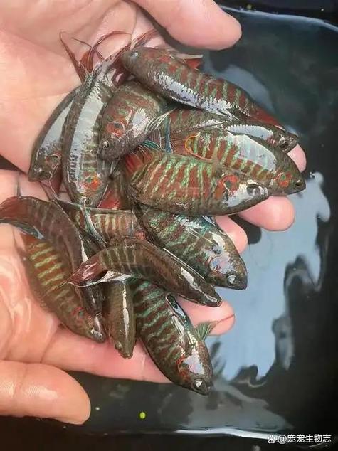 斗鱼温度不能低于多少