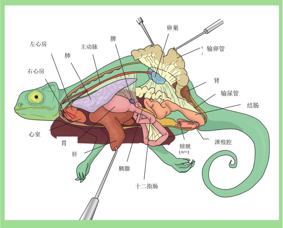蜥蜴在玄学里代表什么